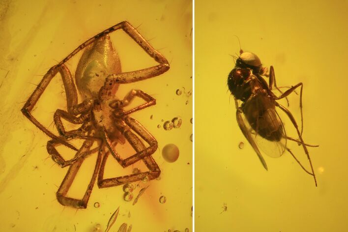 Fossil Fly (Diptera) & Spider (Aranea) In Baltic Amber #50649